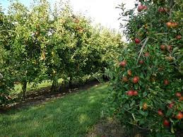 Image d'illustration pour : 60 Des vergers et petits fruitiers dans les quartiers !