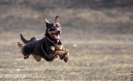 Image d'illustration pour : Free dogs