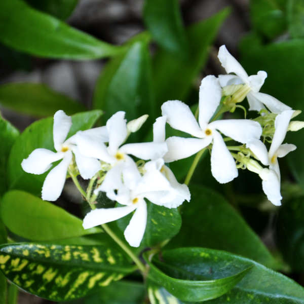 Image d'illustration pour : 45- 4 pavés, 1 jasmin Image d'illustration pour : 45- 4 pavés, 1 jasmin