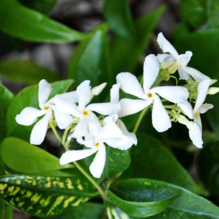 Image d'illustration pour : 45- 4 pavés, 1 jasmin