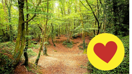 Image d'illustration pour : 37- Le bois de Kéradennec, une pépite verte pour tous
